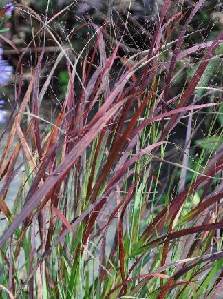 Panicum 'Kurt Bluemel' mooi siergras