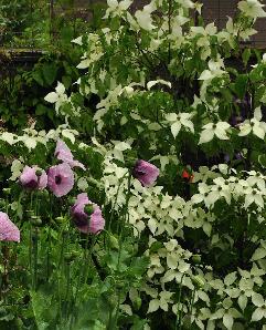 Papaversencornuskousainbloei