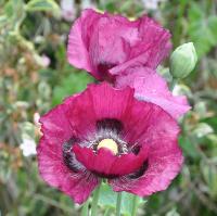 papaver orientale wijnrood bordeau