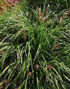 Pennisetum alopecuroides 'Red Head' closeup