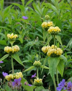 Phlomis russelliana closeup