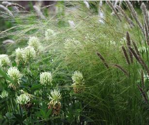 prairietuingrassen