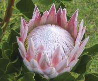 Protea22kopie