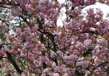 PRUNUS SERRULATA 'KANZAN'