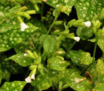 PulmonariaofficinalisSissinghurstWhite2