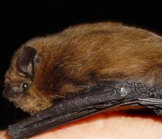 pxPipistrelluspipistrelluslateral