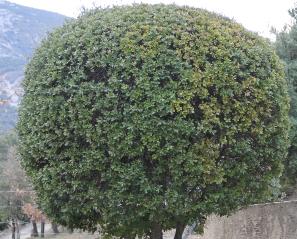 Quercus ilex boom bolronde kruin foto HugoMaes