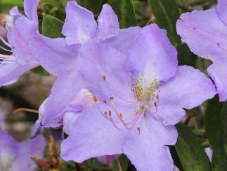 Rhododendron augustinii closeup bloemen groene macule