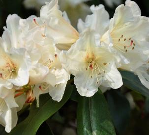 RhododendronDairyMaidcloseVN
