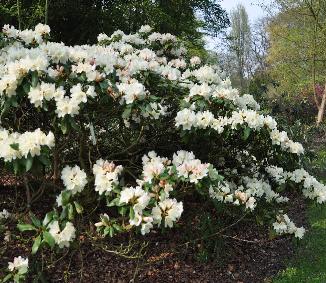 RhododendronDairyMaidglobal