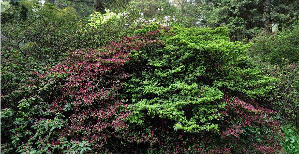 RhododendronHatsugiriKurumeglobalview