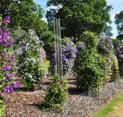 RHSGardenWisleyproefveldClematis