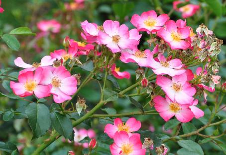 Rosa 'Catherine de Kerckhove'DVP 1989 Floribunda