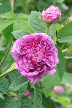 rosa du maitre d'école