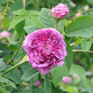 rosa du maitre d'école