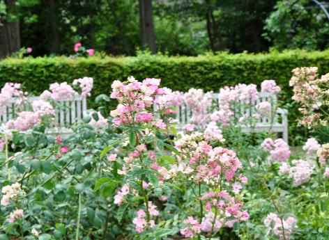 Rosa Françoise Drion L.Lens Nice globalview