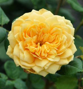 Rosa ' Glückskette' Richard Huber 2004 Flor