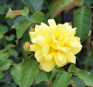 Rosa ' Golden Flame' J.Laperrière 1970 Flor