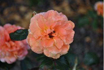 Rosa'Goldtopas'Kordes'1963 Floribunda 