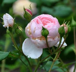 Rosa 'Heritage' David Austin 1984