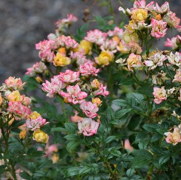 RosaHohoemiKeiseiRoseNursery1977pano