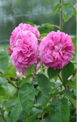 Rosa 'Jules Margotin'