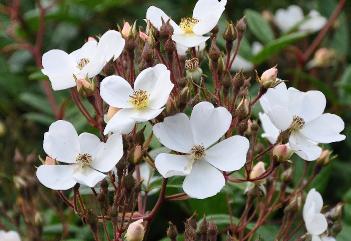 RosaPleinedegraceVNcloseup