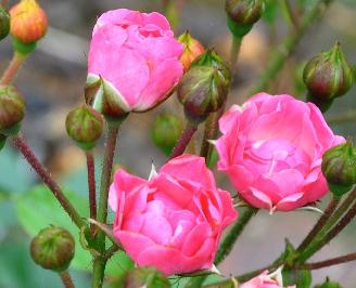 Rosa 'Mosaïque' Lens  1960