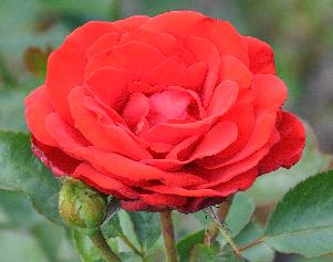 Rosa Rebel' Kordes 1996