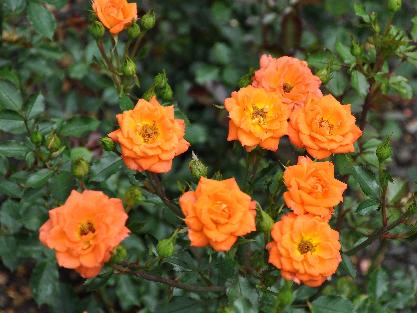 Rosa 'Shine On' Dicksonnurseries Miniatuurroos