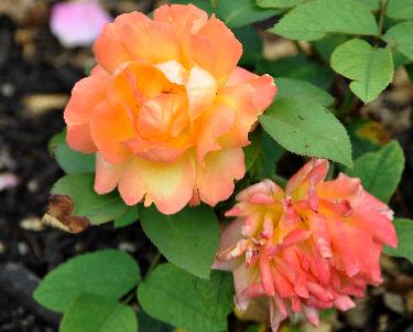 RosasouvenirDAnneFrankFloribunda