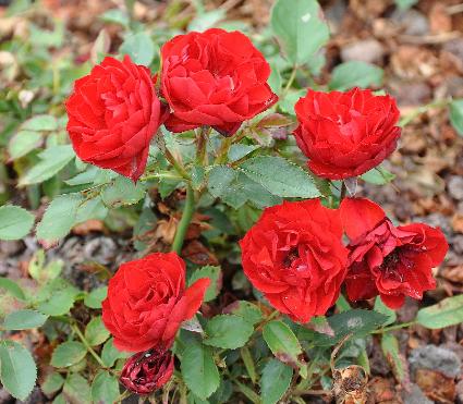 Rosa 'Tilt Symphonie' Meilland 1996 mini