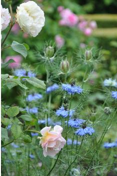 rozen met korenbloem