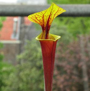 Sarracenia flava var. rubricorpora