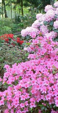 schaduwtuinrhodosenazaleas