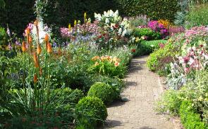 SchoorshofKniphofiabuxusvasteplanten