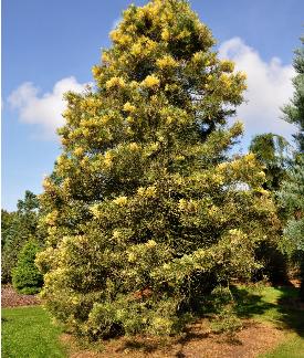 Sequoiadendronvariegatum