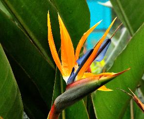 Strelitzia-reginae-Paradijsvogelbloem