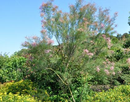 arboretum het leen Coniferen