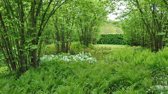 The Nuttery Sissinghurst varens drieblad hazelnoten