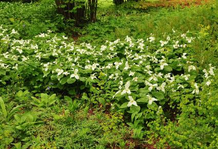 Trilliumgrandiflorumgroepsbeplantingwoodlandsvn