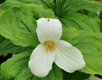 Trilliumgrandiflorumbloemcloseup