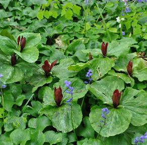 TrilliumsessileandBluebells