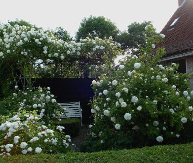 TuinenaandeKustRomantischerozentuinwittetuin