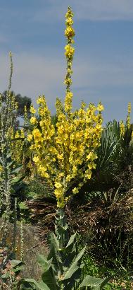 VerbascumolympicumindrygardenHydeHallaccentplant