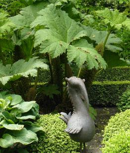 vogelgunnera