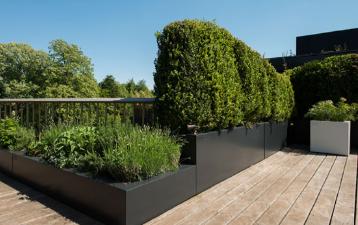 Walfilii plantenbakken brengen groene sfeer op dakterras in Brusselse gemeente 