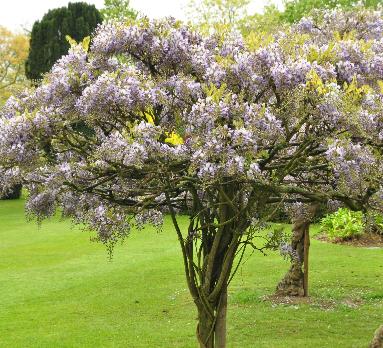 Wisteria-sinensis-boomvorm-closeup