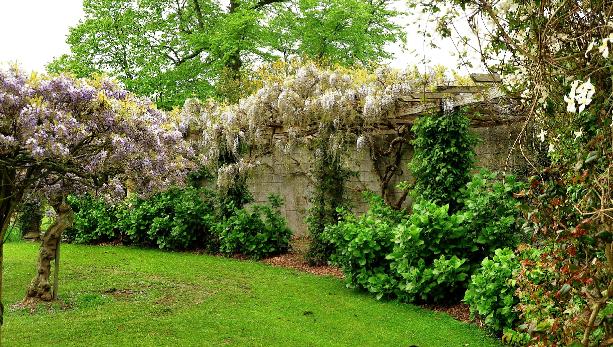 Wisteriasinensisboomvormenwisteriavenustaalba