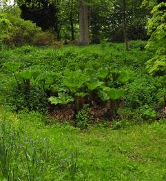 Woodlandgunnera